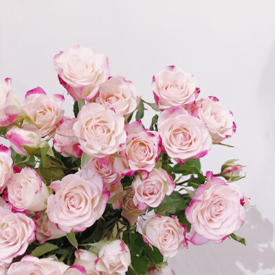 折射多头玫瑰
肯尼亚的进口玫瑰品种很多，折射算是一个比较出色的品种。开放度大（如图），花期长，花型特别，奶油感的粉白色花瓣边缘是像点了水彩颜料般晕染开的更深的粉红色，花头数量也都能保持在平均水准往上，…