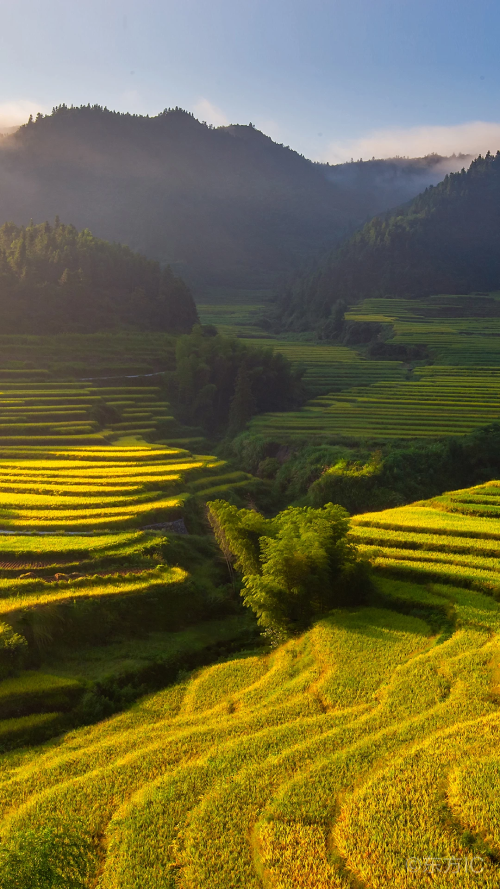 高山梯田