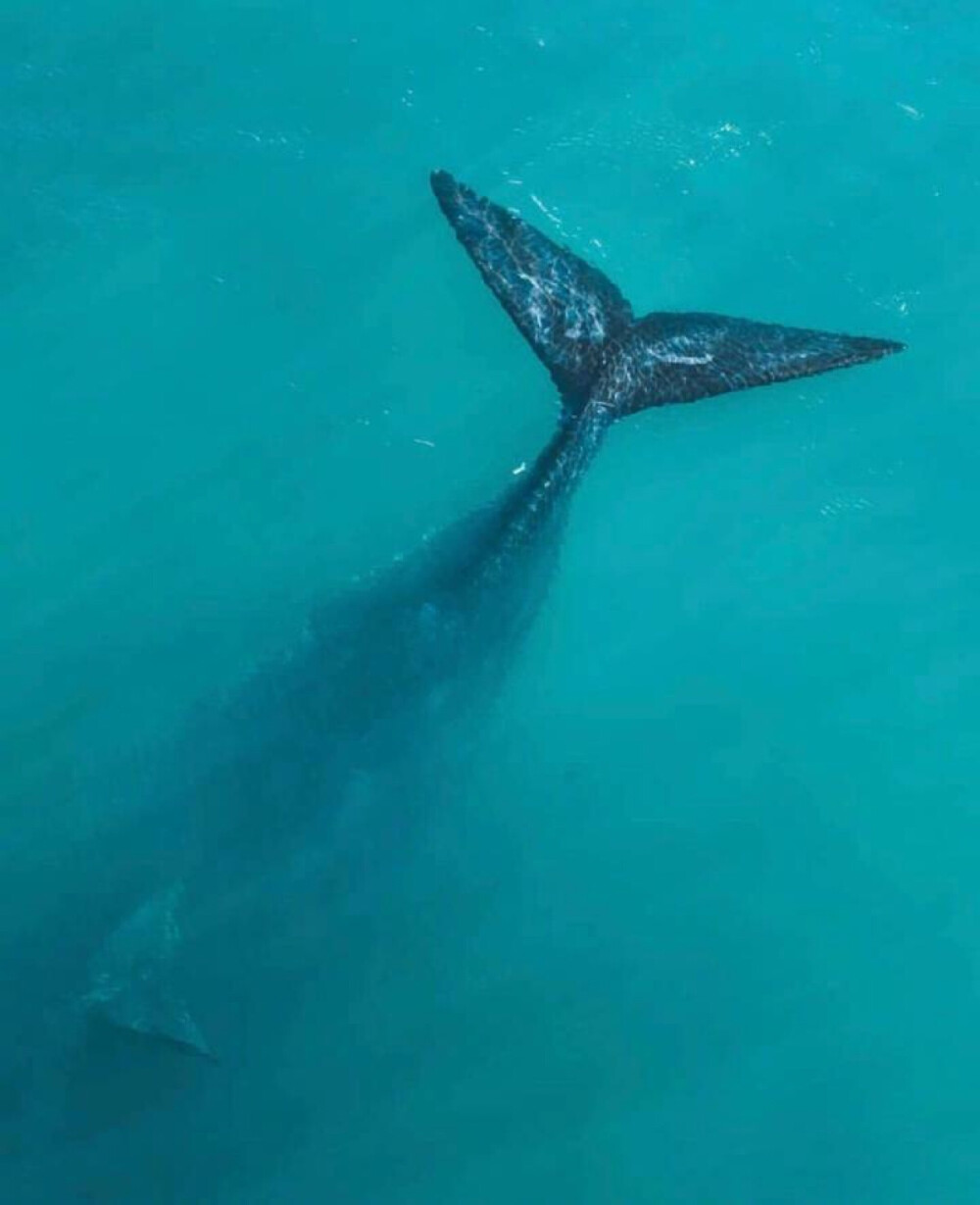 大海 鲸鱼