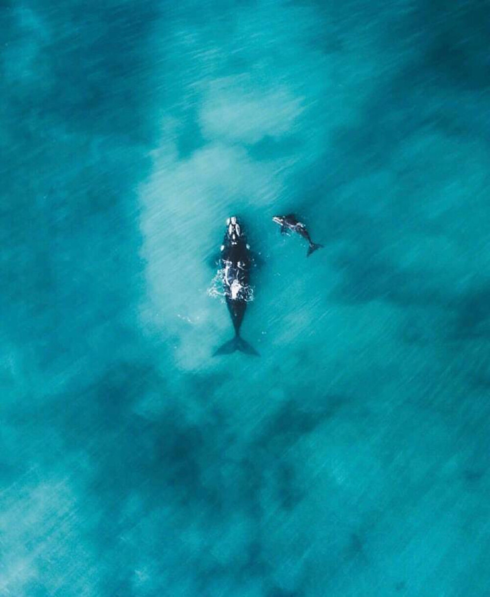 大海 鲸鱼