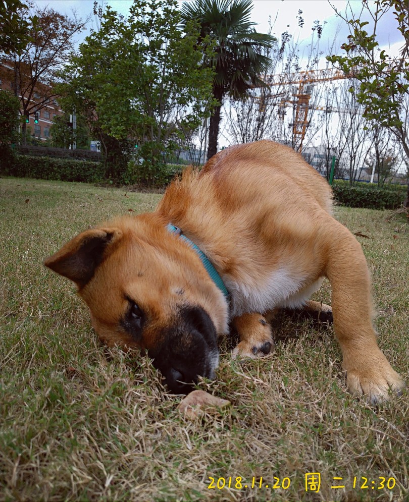 小王几 中华田园犬 小土狗