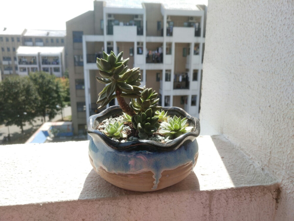 New garden pot for my plants 