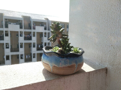 New garden pot for my plants 