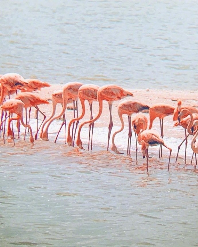 墨西哥景点Las Coloradas Yucatan用于海盐提取的巨大盐蒸发池位于这片土地上，其中一些由于微生物而呈现出奇特的颜色，如粉红色的泻湖Laguna Rosa。火烈鸟和观鸟在这里很常见，湖水颜色会随着季节的转换而有深浅色之差!位置：Yucatán, San Luis Río Colorado, Son., 墨西哥