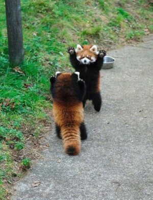 小熊猫 打架