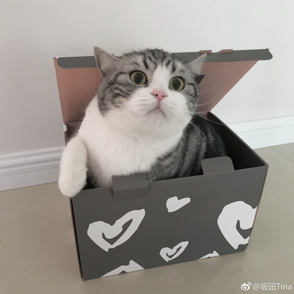 宠物。头像。可爱。搞怪。猫。狗。企鹅