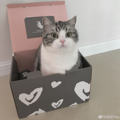 宠物。头像。可爱。搞怪。猫。狗。企鹅