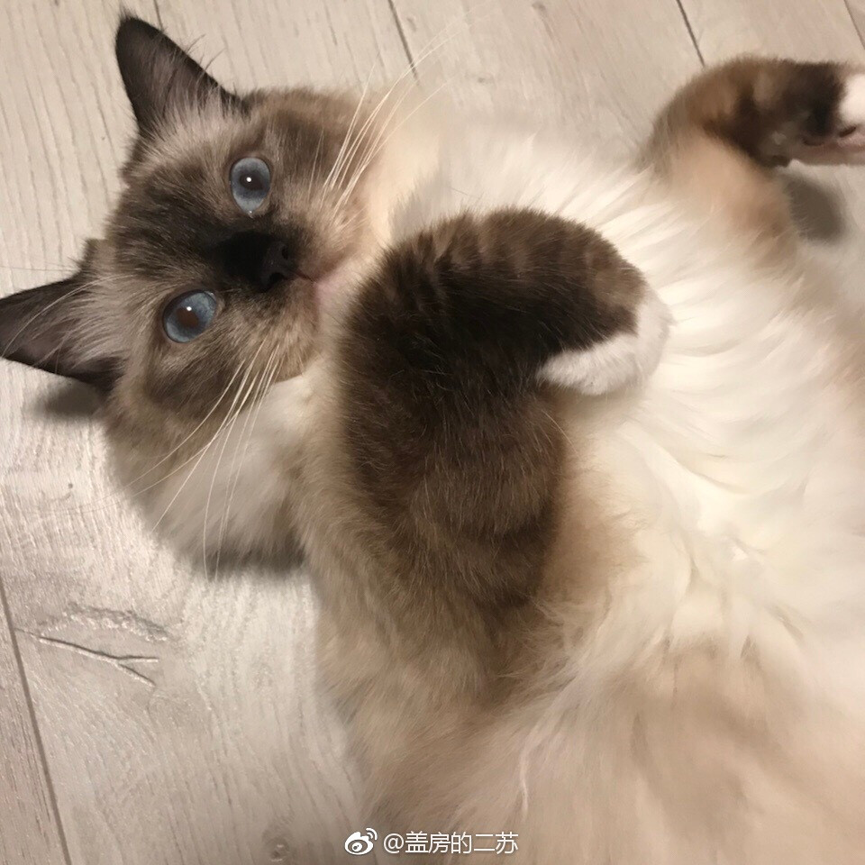 宠物?？砂?。头像。猫。狗。搞怪头像