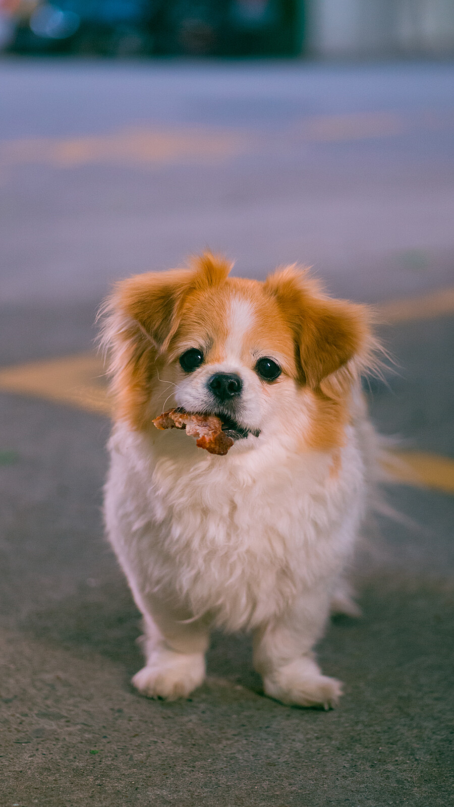 狗狗壁纸