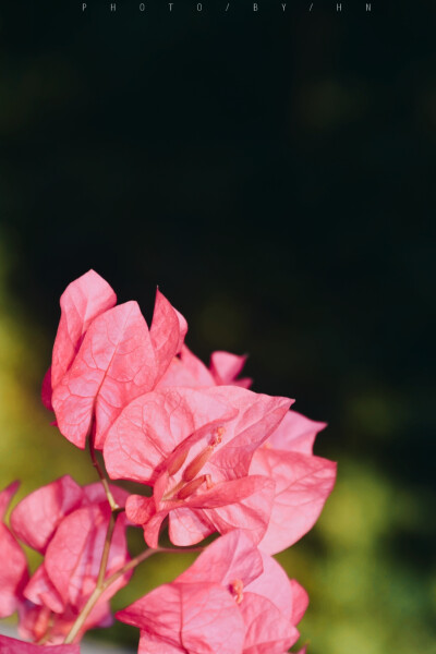 闲来赏花·三角梅
photo·川島云鶴