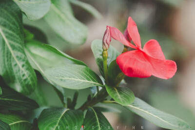 闲来赏花·长春花
photo·川島云鶴