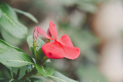 闲来赏花·长春花
photo·川島云鶴