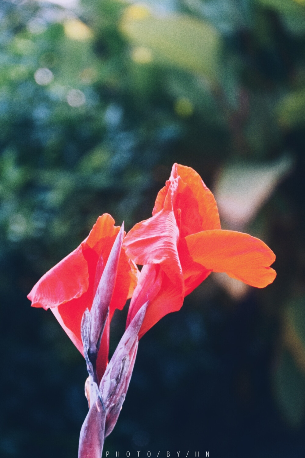 闲来赏花·美人蕉
photo·川島云鶴