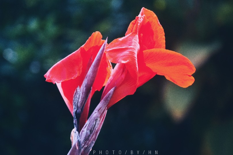 闲来赏花·美人蕉
photo·川島云鶴