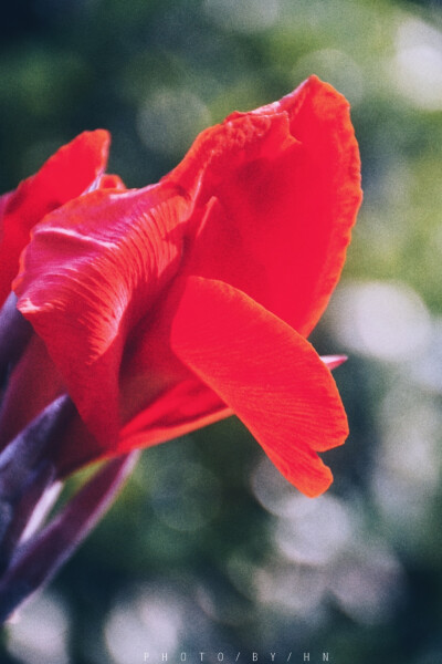 闲来赏花·美人蕉
photo·川島云鶴