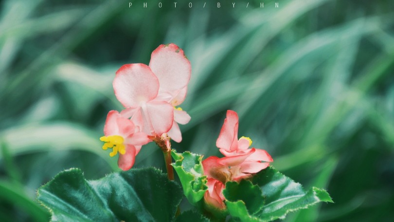 闲来赏花·秋海棠
photo·川島云鶴