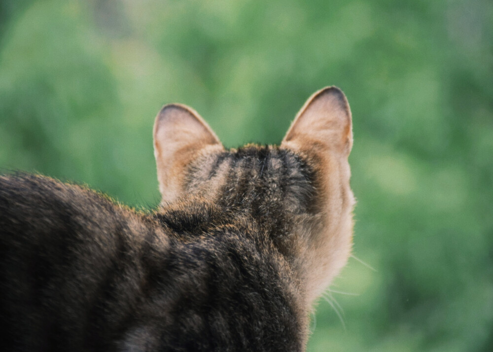 猫
photo·川島云鶴