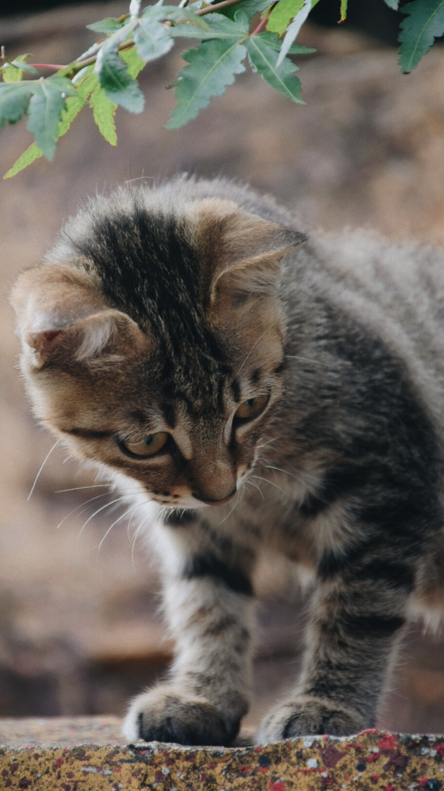 猫
photo·川島云鶴