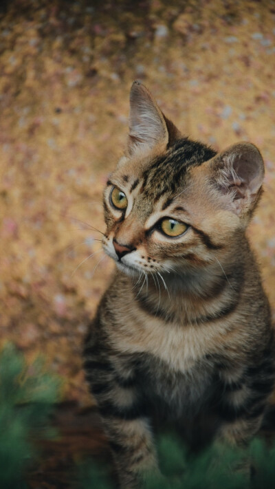 猫
photo·川島云鶴