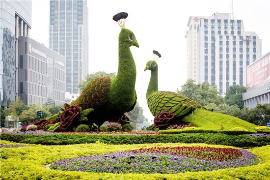 动植物造型 海鸥 五色草造型