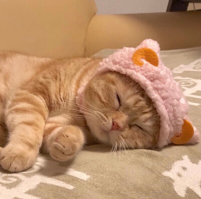ins上的网红猫