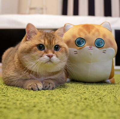 ins上的网红猫
