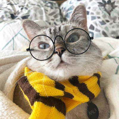 ins上的网红猫