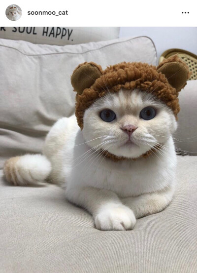 ins上的网红猫