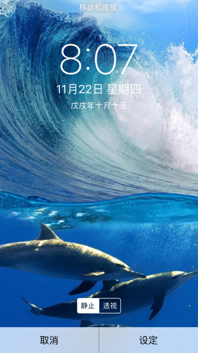 海豚湾壁纸