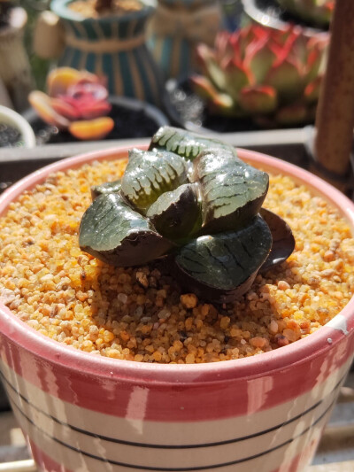 玉露，多肉植物