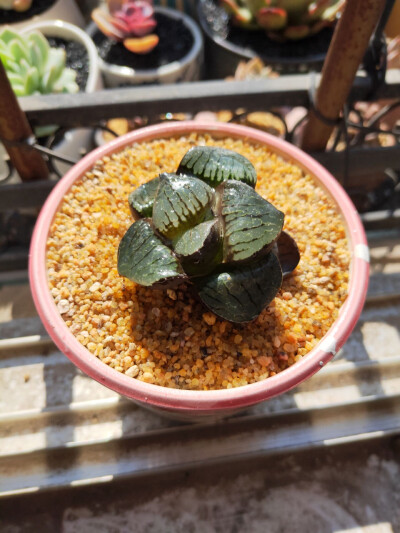 玉露，多肉植物