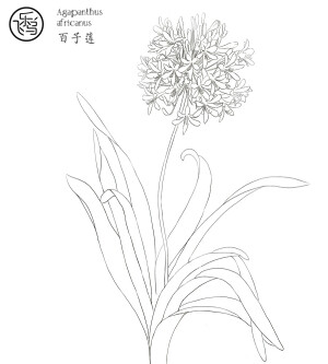 飞鸟乐，花卉线稿