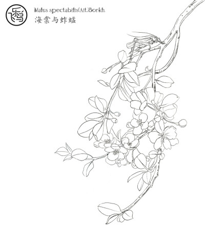 飞鸟乐，花卉线稿