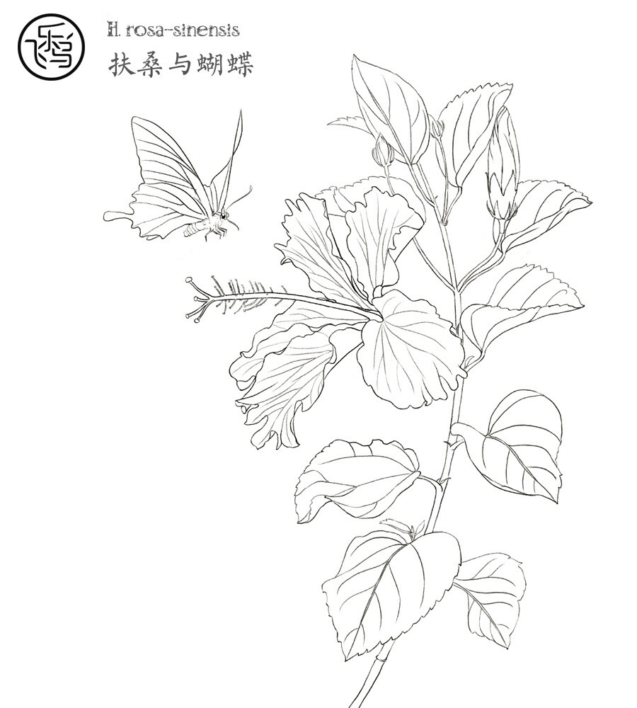 飞鸟乐，花卉线稿