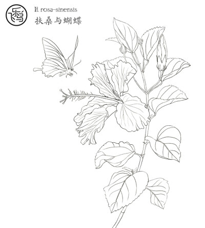 飞鸟乐，花卉线稿