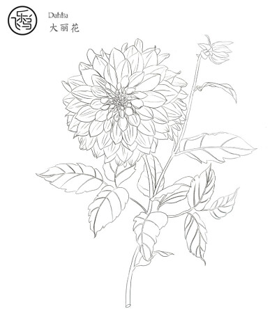 飞鸟乐，花卉线稿