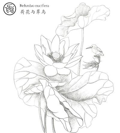 飞鸟乐，花卉线稿