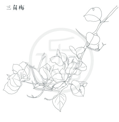 飞鸟乐，花卉线稿