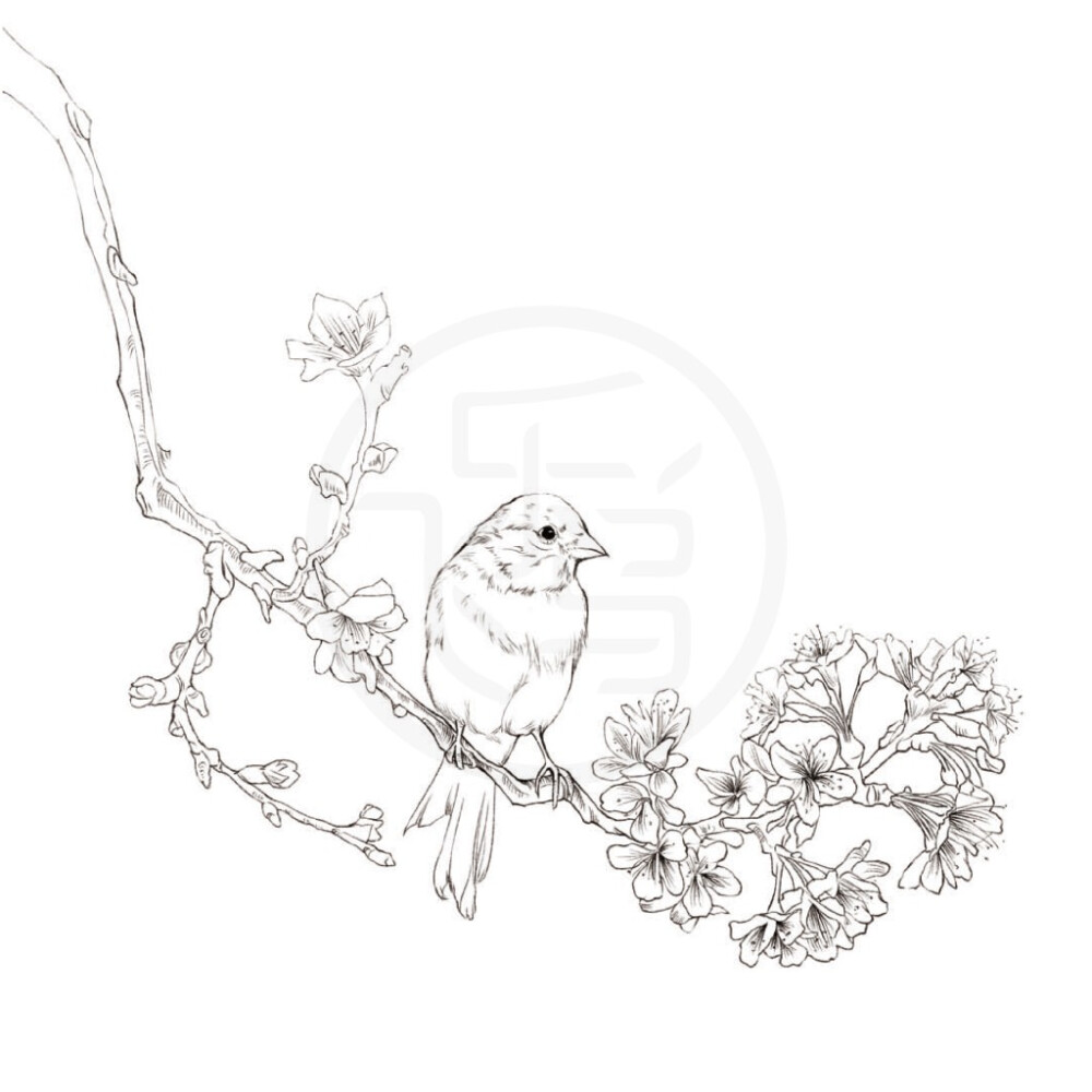 飞鸟乐，鸟与花卉线稿