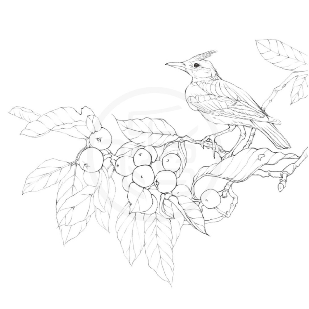 飞鸟乐，鸟与花卉线稿