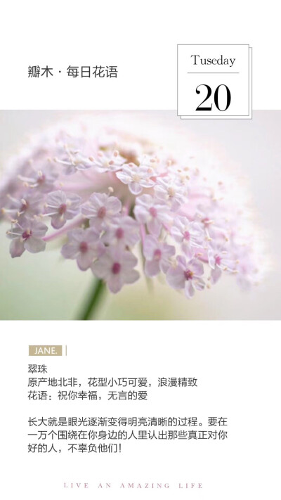 #瓣木·每日花语#
翠珠
原产地北非，花型小巧可爱，浪漫精致
花语：祝你幸福，无言的爱
长大就是眼光逐渐变得明亮清晰的过程。要在一万个围绕在你身边的人里认出那些真正对你好的人，不辜负他们！