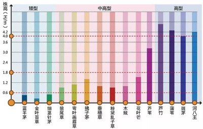 观赏草