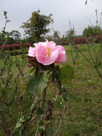 木芙蓉