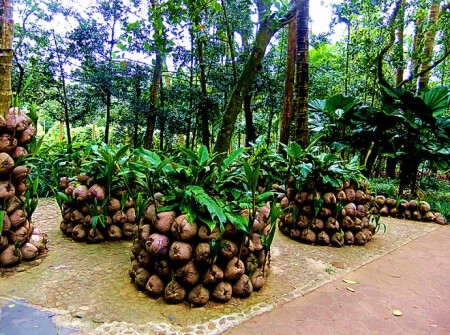 兴隆热带植物园