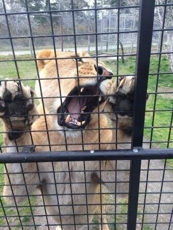 新西兰Orana Wildlife Park野生动物园。小狮子：“麻麻，又可以参观人类了！”