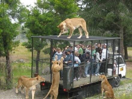 新西兰Orana Wildlife Park野生动物园。小狮子：“麻麻，又可以参观人类了！”