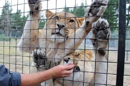 新西兰Orana Wildlife Park野生动物园。小狮子：“麻麻，又可以参观人类了！”