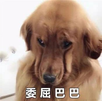 狗狗表情包