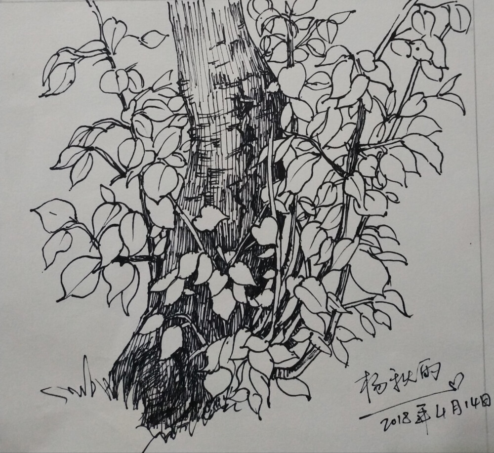 线描写生