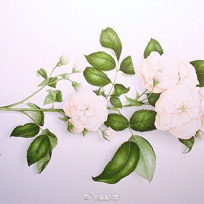 水彩花卉~【插画师：Aquarelles Botaniques】 ​ ​​​​